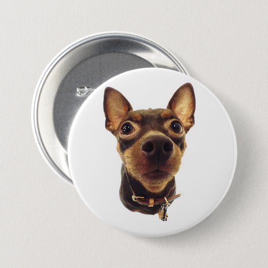 Miniaturpinscher-Button-Knopf Button (Vorne & Hinten)