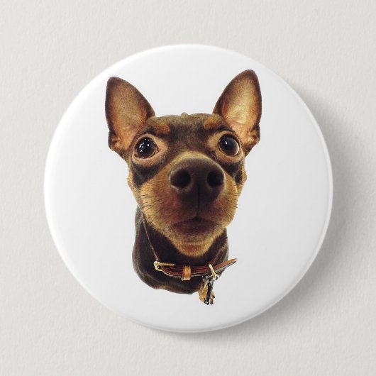 Miniaturpinscher-Button-Knopf Button (Vorderseite)