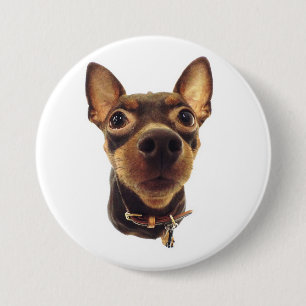 Miniaturpinscher-Button-Knopf Button