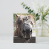 Miniaturpony Pering over Zaun Postkarte (Stehend Vorderseite)