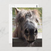 Miniaturpony Pering over Zaun Postkarte (Vorne/Hinten)