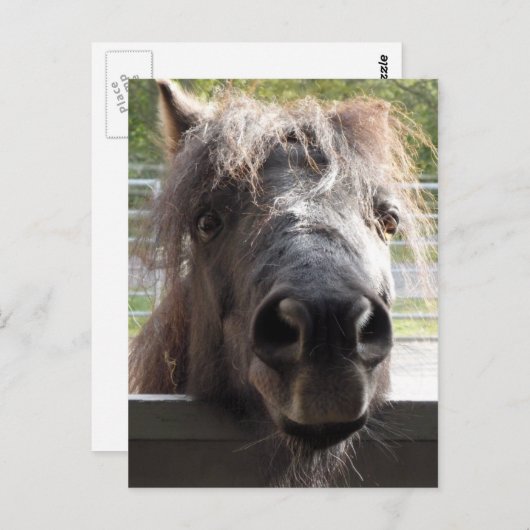 Miniaturpony Pering over Zaun Postkarte (Vorne/Hinten)