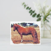 Miniaturpony Postkarte (Stehend Vorderseite)
