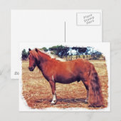 Miniaturpony Postkarte (Vorne/Hinten)