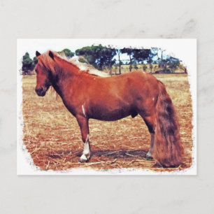 Miniaturpony Postkarte