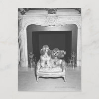 Miniaturpoodles vor Kamin