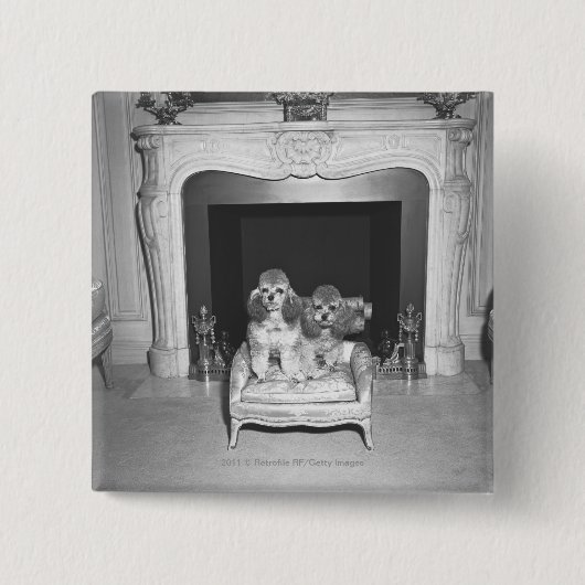 Miniaturpudel, die vor Kamin sitzen Button (Vorderseite)