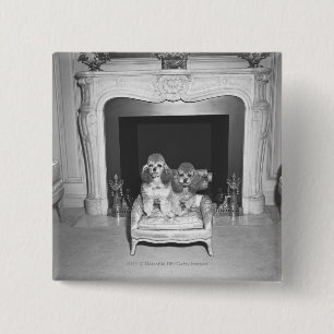 Miniaturpudel, die vor Kamin sitzen Button