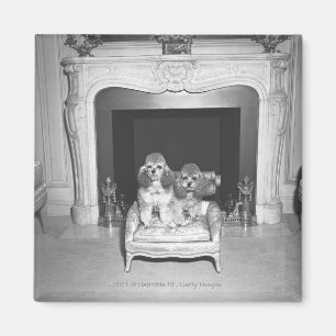 Miniaturpudel, die vor Kamin sitzen Magnet