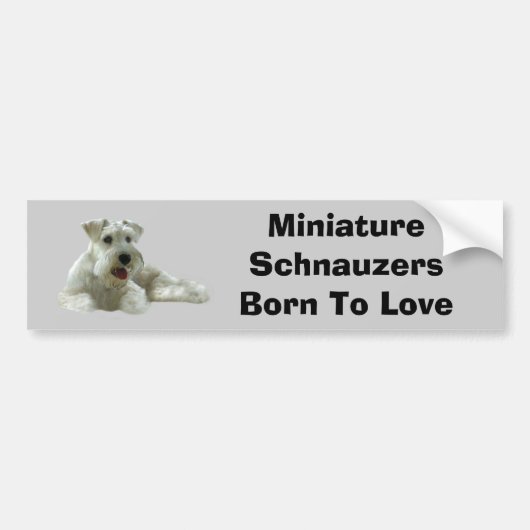 Miniaturschnauzer-Autoaufkleber Autoaufkleber (Vorne)