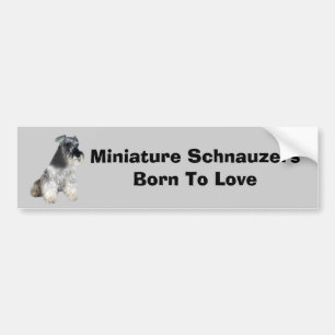 Miniaturschnauzer-Autoaufkleber Autoaufkleber