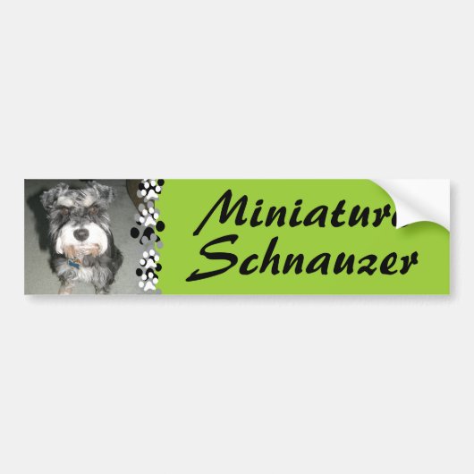 Miniaturschnauzer-Foto Autoaufkleber (Vorne)