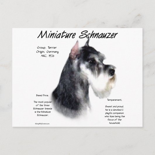 Miniaturschnauzer Geschichtsdesign Postkarte (Vorderseite)