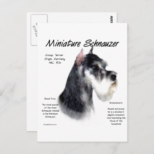 Miniaturschnauzer Geschichtsdesign Postkarte (Vorne/Hinten)