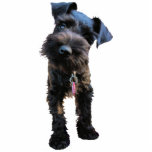 Miniaturschnauzer-Skulptur-Schlüsselanhänger Fotoskulptur Schlüsselanhänger<br><div class="desc">Wie dieses niedlich ist!  Dieser kleine Typ holt alle Arten Lächeln baumelnd von Ihren Schlüsseln.</div>