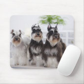 Miniaturschnauzer stehend am Tisch Mousepad (Mit Mouse)