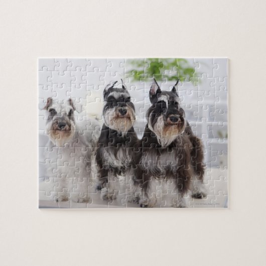 Miniaturschnauzer stehend am Tisch Puzzle (Horizontal)