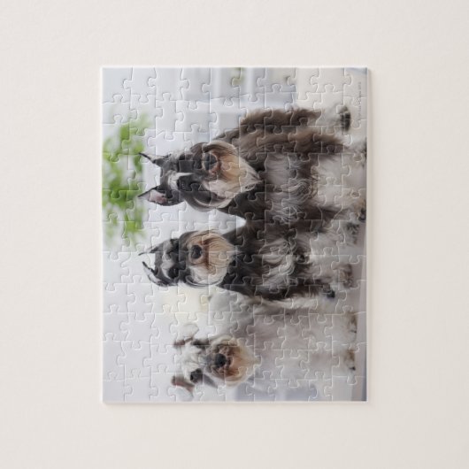 Miniaturschnauzer stehend am Tisch Puzzle (Vertikal)