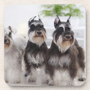 MiniaturSchnauzers stehend am Rand der Tabelle Getränkeuntersetzer