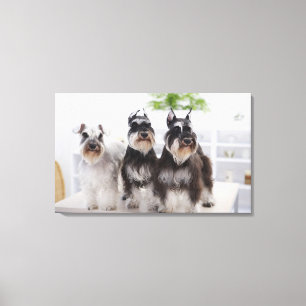 MiniaturSchnauzers stehend am Rand der Tabelle Leinwanddruck