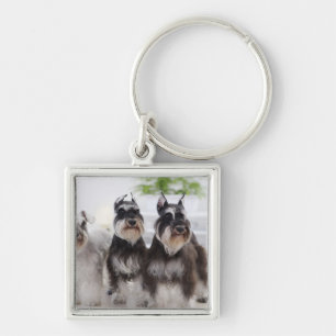 MiniaturSchnauzers stehend am Rand der Tabelle Schlüsselanhänger