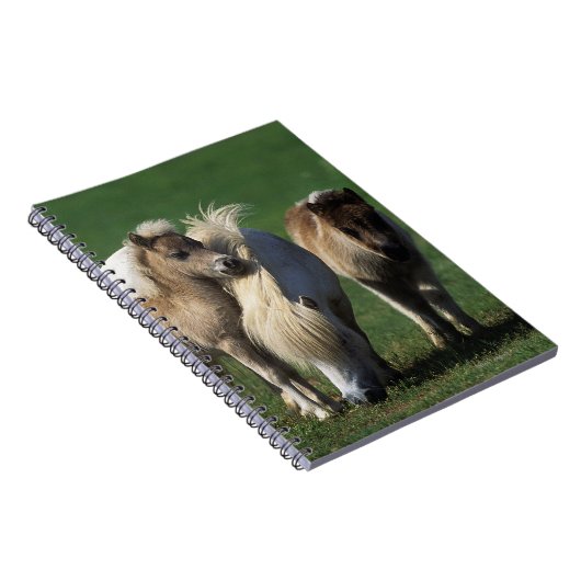 Miniaturstute u. Fohlen 1 Notizblock (Rechte Seite)