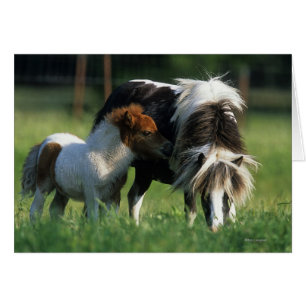 Miniaturstute u. Fohlen 2