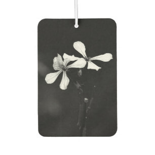 minimale schwarze und weiße Blumenelemente Autolufterfrischer