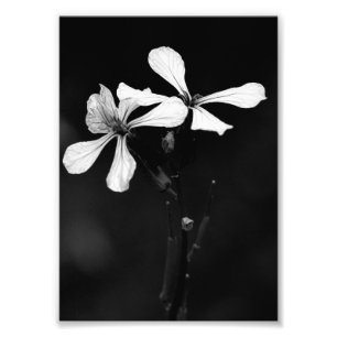 minimale schwarze und weiße Blumenelemente Fotodruck