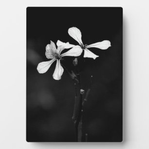 minimale schwarze und weiße Blumenelemente Fotoplatte