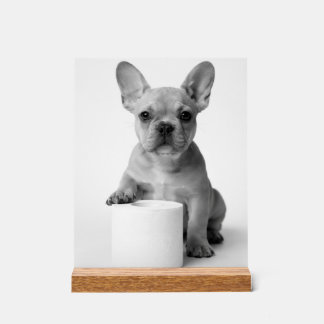 Minimalist Funny French Bulldog Guards ToiletPaper Acrylschild