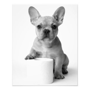 Minimalist Lustiger Französischer Bulldog Hund bew Fotodruck