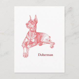 Minimalist Red Pencil Doberman Pinscher Sketch  Postkarte