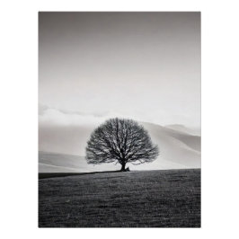 Minimalist Solitary Tree Landscape | Black & White Poster