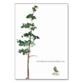 Minimalist Watercolor Spruce Wedding Tischnummer (Rückseite)