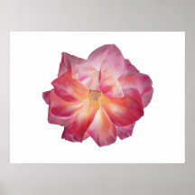Minimalistische Rose Blossom Poster