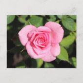 Minimalistische Rose Rosa Valentine Postkarte (Vorderseite)