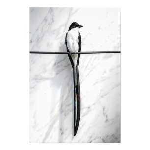 Minimalistische Vogel auf Draht Fotografie