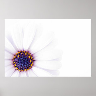 Minimalistische weiße Margerite auf weißem Hinterg Poster