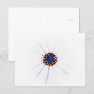 Minimalistische White Daisy-Blume auf weißem Hinte Postkarte