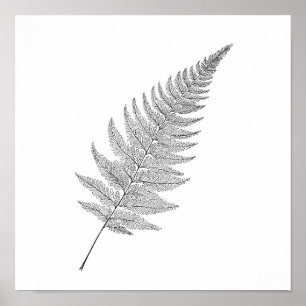 Minimalistischer botanischer Druck: Elegante frakt Poster
