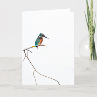 Minimalistischer Eisvogel auf weiß für Vogelbeobac Karte