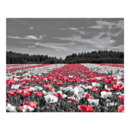 Minimalistisches Farbfoto für die Blume Fotodruck