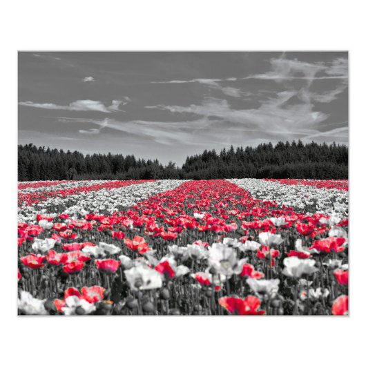 Minimalistisches Farbfoto für die Blume Fotodruck (Vorne)