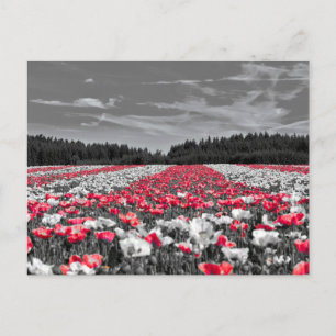 Minimalistisches Farbfoto für die Blume Postkarte