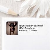 Minipinscher. (Insitu)