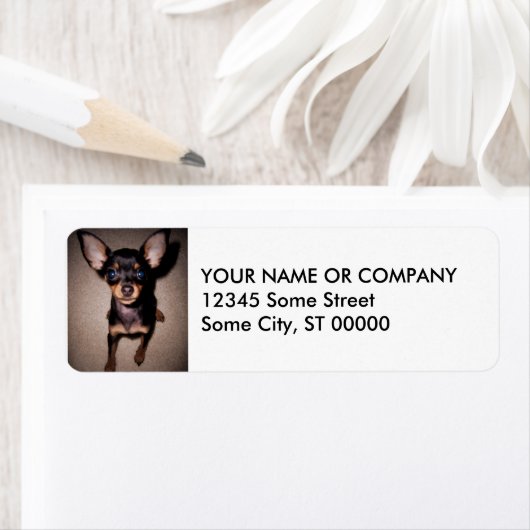 Minipinscher. (Insitu)