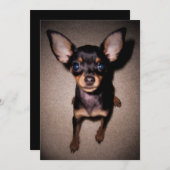 Minipinscher. Einladung (Vorne/Hinten)