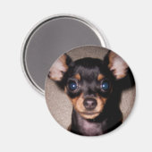 Minipinscher. Magnet (Vorderseite/Rückseite)