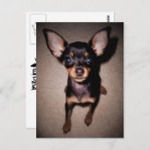 Minipinscher. Postkarte (Vorne/Hinten)